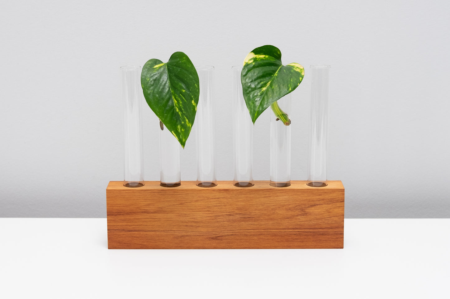 Rimu Test Tube Propagator Vase – Large